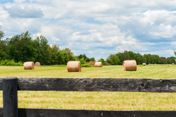 Wall Mural - Hay bales in the pasture