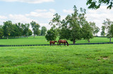 Fototapeta Konie - Thoroughbred horses on a horse farm