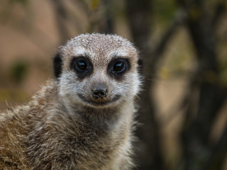 Canvas Print - Suricate