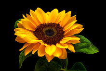 Sunflower Isolated On Black