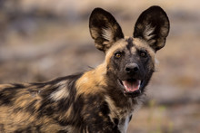 African Wild Dog Free Stock Photo - Public Domain Pictures