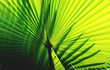 © Ton Photographer4289 - Green palm leaf Beautiful lines.