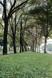 Fototapeta Las - trees in the park