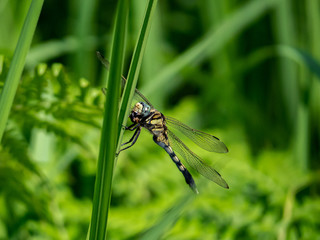 Poster - female whitetailed skimmer on a reed 3