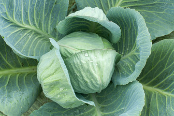 Wall Mural - Green cabbage with open leaves in the garden, top view.