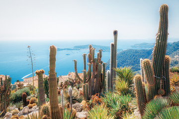 The beautiful botanical garden with exotic plants like cacti and yuccas in the French village of Eze