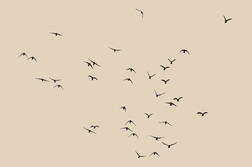 Wall Mural - silhouette of a flock of flying birds