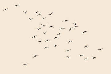 Wall Mural - silhouette of a flock of flying birds