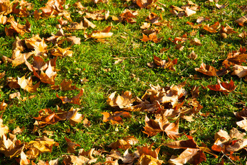 Canvas Print - autumn maple leaf litter texture background