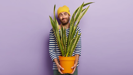 Wall Mural - Horizontal shot of satisfied handsome young male holds pot with sansevieria plant, has pleased face expression, wears yellow hat and sailor striped jumper models against purple wall buys indoor flower