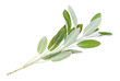 green twig of sage (salvia officinalis) isolated