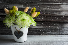 Green Chrysanthemum In Clay Pot