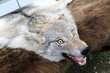 View of wolf head on fur