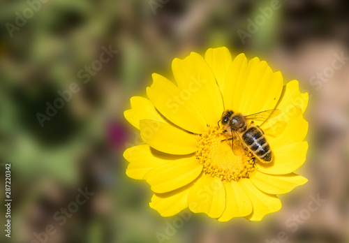 abeja cogiendo polen en la flor