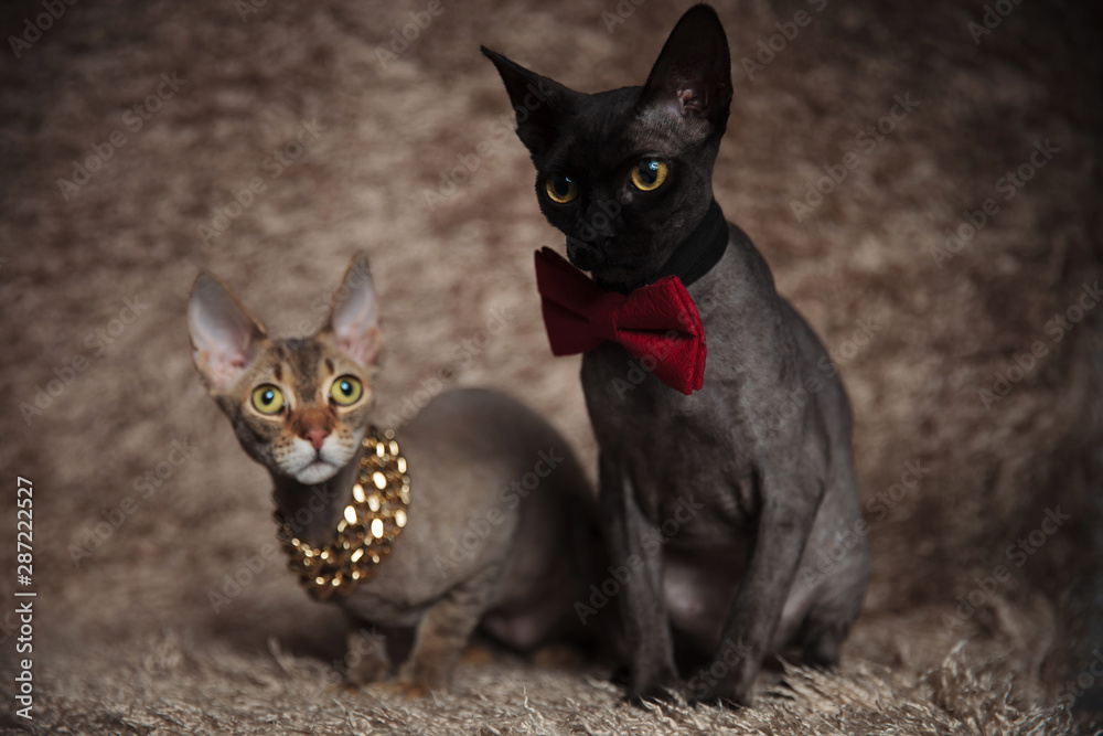 cats with bowtie,chain sitting bent and looking away - obrazy, fototapety, plakaty 