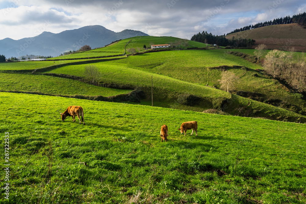 Typical landscape of Basque Country with idyllic green hills and ...