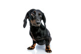 Fototapeta Zwierzęta - Teckel puppy dog with black fur looking away mystified