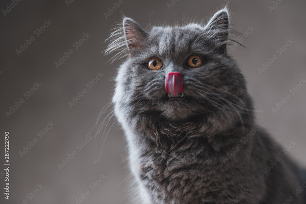  British Longhair cat with gray fur licking his nose - obrazy, fototapety, plakaty 