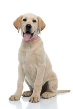 Happy Elegant Labrador Retriever Puppy Wearing Pink Bow Tie