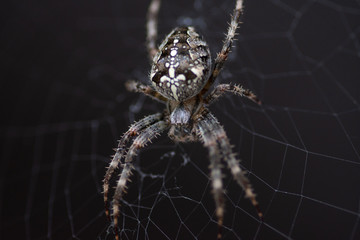 Spider cross