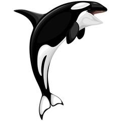 killer whale spirit orca jumping