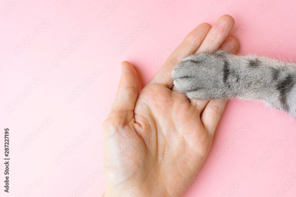Gray striped cat's paw and human hand on a pink background. The concept of friendship of a man with a pet, caring for animals. Minimalism, feed on top, place for text. - obrazy, fototapety, plakaty 