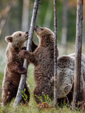 Fototapeta Zwierzęta - Brown bear cubs stands on its hind legs. Scientific name: Ursus Arctos ( Brown Bear). Green natural background. Natural habitat, summer season.