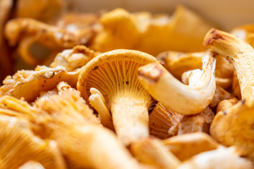 Wall Mural - Close up of orange ripe chanterelles in the kitchen 