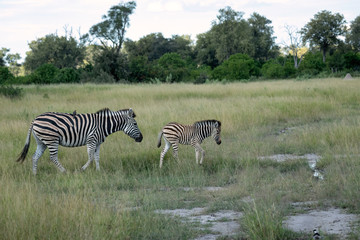 Wall Mural - mother zebra with an oxpecker on its back walking through the tall grasses with a young foal. image 