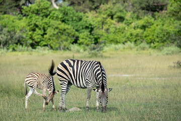 Wall Mural - mother zebra with foal. image taken in the okavango delta, botswana.