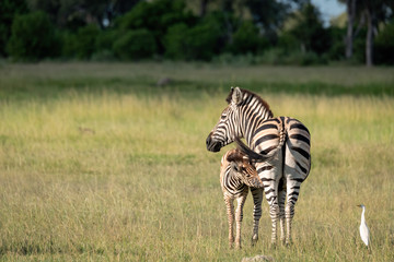 Wall Mural - mother zebra and nursing foal. image taken on the okavango delta, botswana.