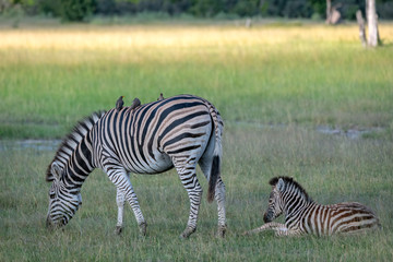 Wall Mural - mother zebra with foal. image taken in the okavango delta, botswana.