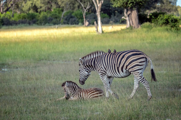 Wall Mural - mother zebra with foal. image taken in the okavango delta, botswana.