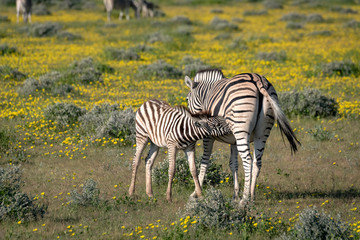 Wall Mural - mother zebra and nursing foal. image taken on the okavango delta, botswana.