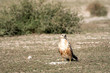 clean image of long legged buzzard or buteo rufinus portrait. He was sitting in open field with a beautiful green background at tal chhapar blackbuck sanctuary, churu, rajasthan, India