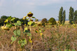 withered sunflowers