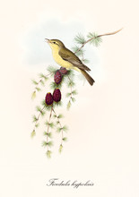 One Single Cute Yellow Bird Singing On A Pine Branch. Old Isolated Illustration Of Melodius Warbler (Hippolais Polyglotta). Colorful Graphic Composition By John Gould Publ. In London 1862 - 1873