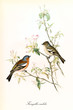 Two little cute birds looking each other on a single leaved and buded branch. Detailed hand colored old illustration of Common Chaffinch (Fringilla coelebs). By John Gould publ. In London 1862 - 1873