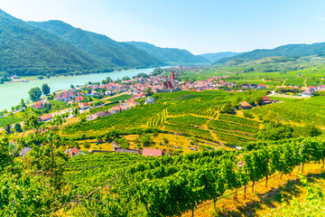 Wall Mural - Sunny day in Wachau Valley. Landscape of vineyards and Danube River at Weissenkirchen, Austria