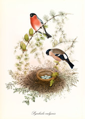 Two colored birds watching over their eggs in the nest, posing on a bended thin branch. Vintage illustration of Eurasian Bullfinch (Pyrrhula pyrrhula). By John Gould publ. In London 1862 - 1873