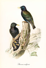Two Blackyish Birds And Their Nest In A Empty Barks. Vintage Hand Colored Illustration Of Common Starling (Sturnus Vulgaris). Single Graphic Composition By John Gould Publ. In London 1862 - 1873