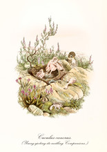 Cuckoo And His Featherless Children In Its Nest On A Rocky Ground. Detailed Hand Colored Old Illustration Of Common Cuckoo (Cuculus Canorus),  Young Parasitic. By John Gould, London 1862 - 1873