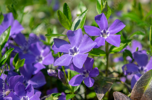 Fotomural Vinca minor lesser periwinkle ornamental flowers in bloom, common periwinkle flo