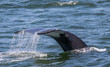 Humpback whale tail rises from the ocean
