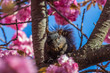 Squirrel in cherry blossom tree