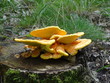 Żółty grzyb rosnący na pniu drzewa