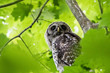 Juvenile Barred Owl Perched in Tree