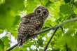 Juvenile Barred Owl Perched in Tree