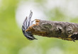 Black and white warbler perched upside down on tree branch in spring