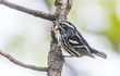Black and white warbler perched on tree branch in spring